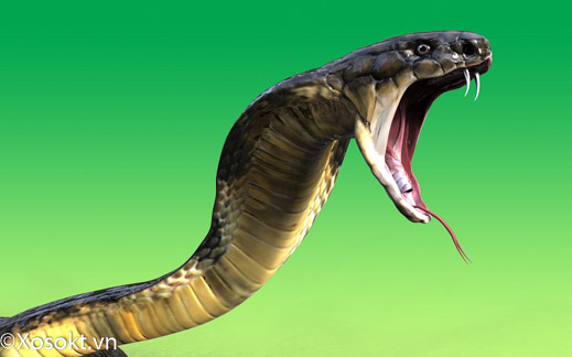 Nằm mơ thấy rắn hổ mang là điềm báo nguy hiểm hay tốt lành?
